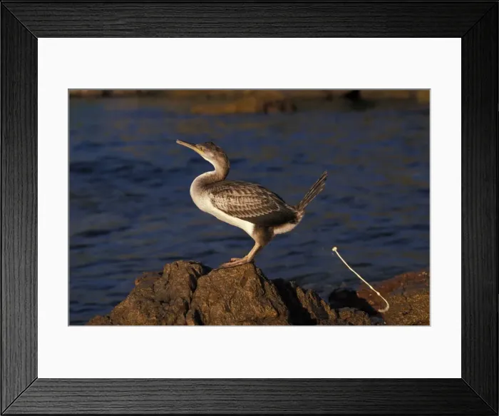 Framed Print : Picture No. 10895967 Framed Print : Picture No. 10895967