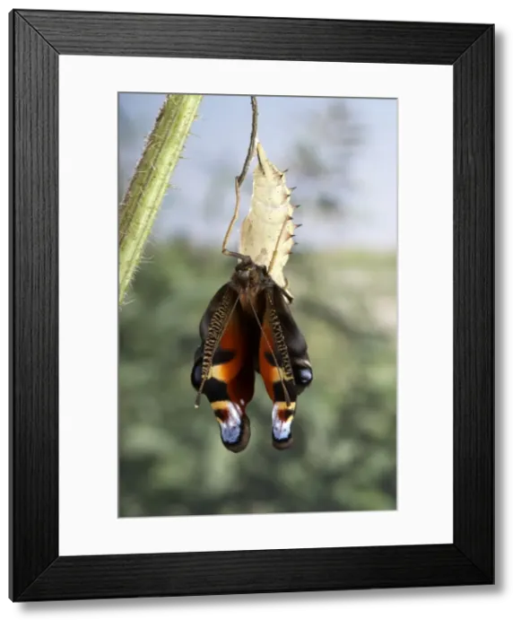 Framed Print : Picture No. 10895972 Framed Print : Picture No. 10895972
