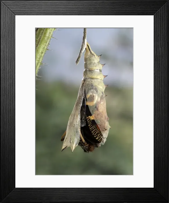 Framed Print : Picture No. 10895973 Framed Print : Picture No. 10895973