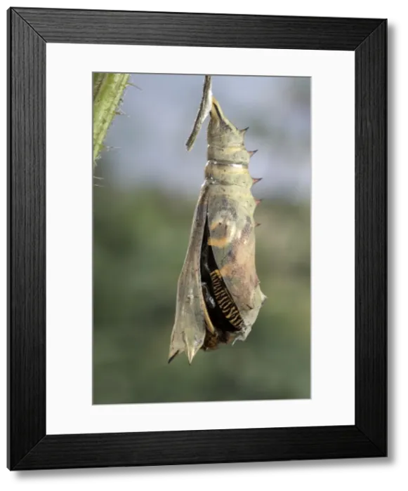 Framed Print : Picture No. 10895976 Framed Print : Picture No. 10895976