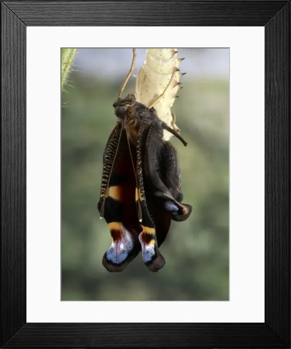 Framed Print : Picture No. 10895974 Framed Print : Picture No. 10895974