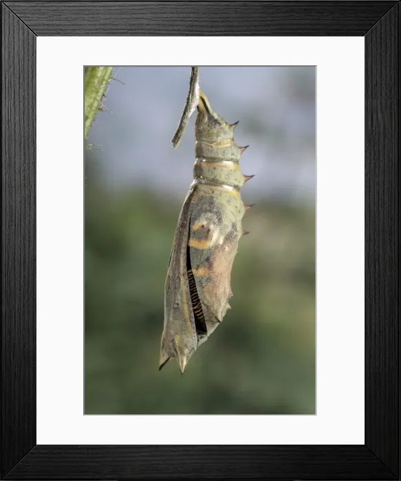 Framed Print : Picture No. 10895977 Framed Print : Picture No. 10895977