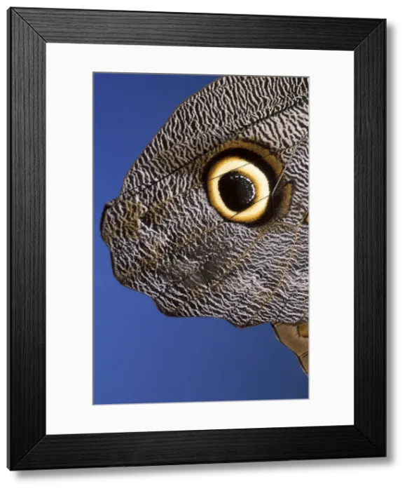 Framed Print : Picture No. 10895970 Framed Print : Picture No. 10895970