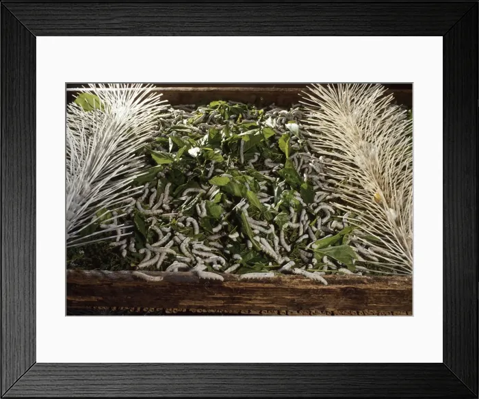 Framed Print : Picture No. 10895975 Framed Print : Picture No. 10895975