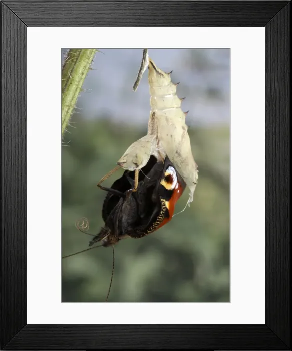 Framed Print : Picture No. 10895979 Framed Print : Picture No. 10895979