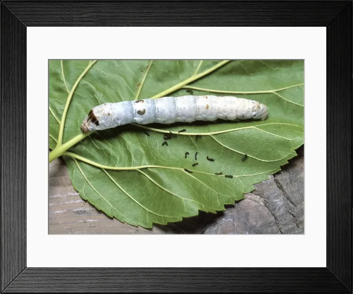 Framed Print : Picture No. 10895978 Framed Print : Picture No. 10895978