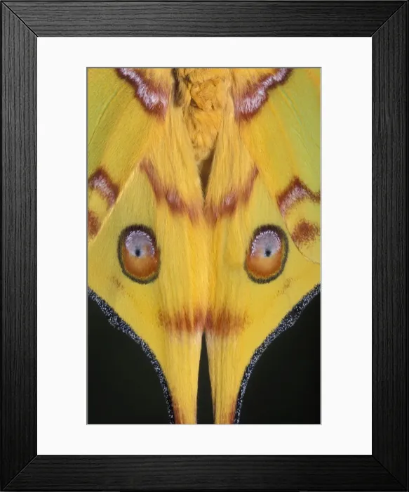 Framed Print : Picture No. 10895981 Framed Print : Picture No. 10895981