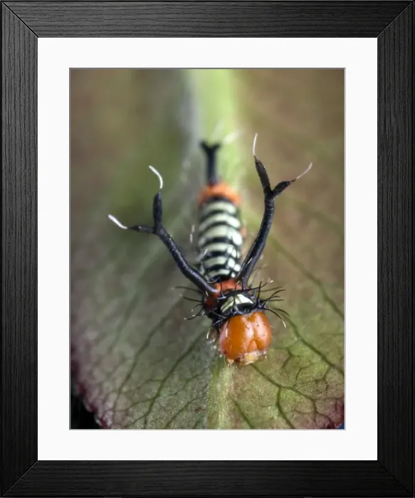 Framed Print : Picture No. 10895983 Framed Print : Picture No. 10895983