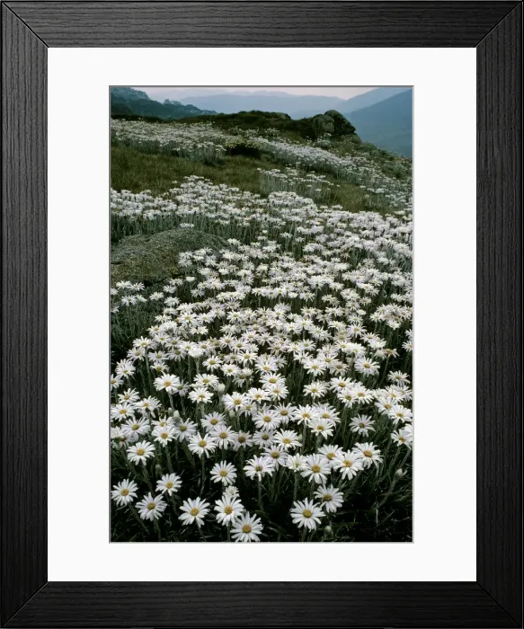 Framed Print : Picture No. 10766464