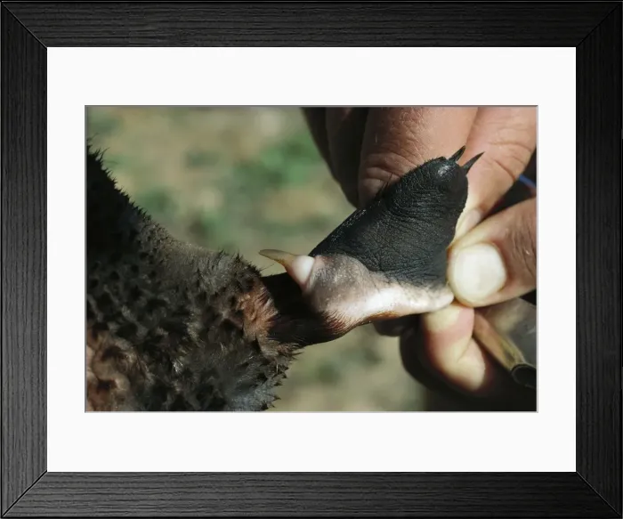 Framed Print : Picture No. 10766481 Framed Print : Picture No. 10766481