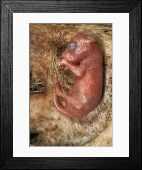 Framed Print : Picture No. 10766480 Framed Print : Picture No. 10766480