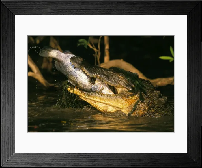 Framed Print : Picture No. 10766593 Framed Print : Picture No. 10766593