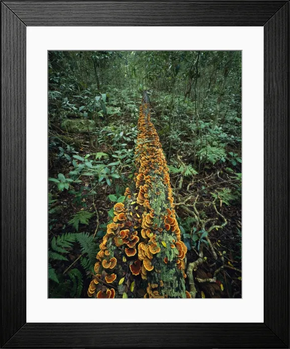 Framed Print : Picture No. 10766520