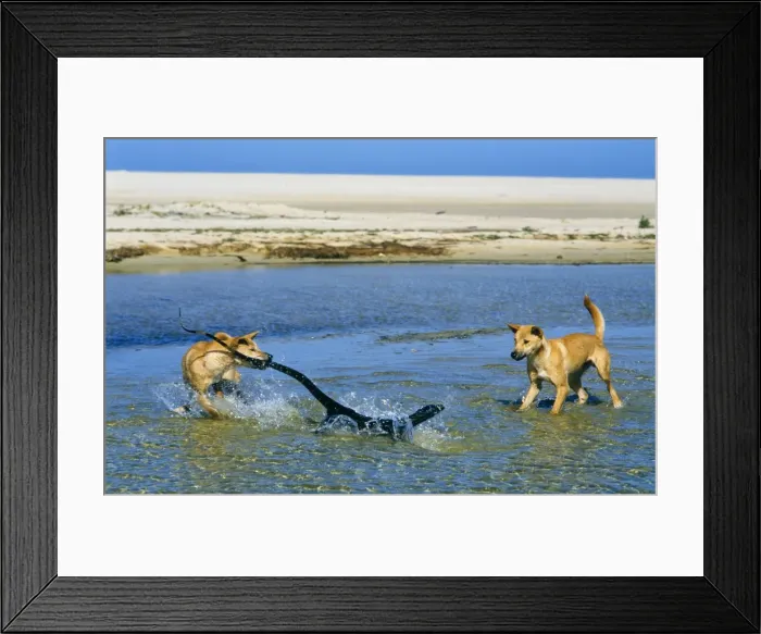 Framed Print : Picture No. 10766677 Framed Print : Picture No. 10766677