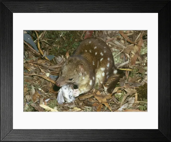 Framed Print : Picture No. 10766729 Framed Print : Picture No. 10766729