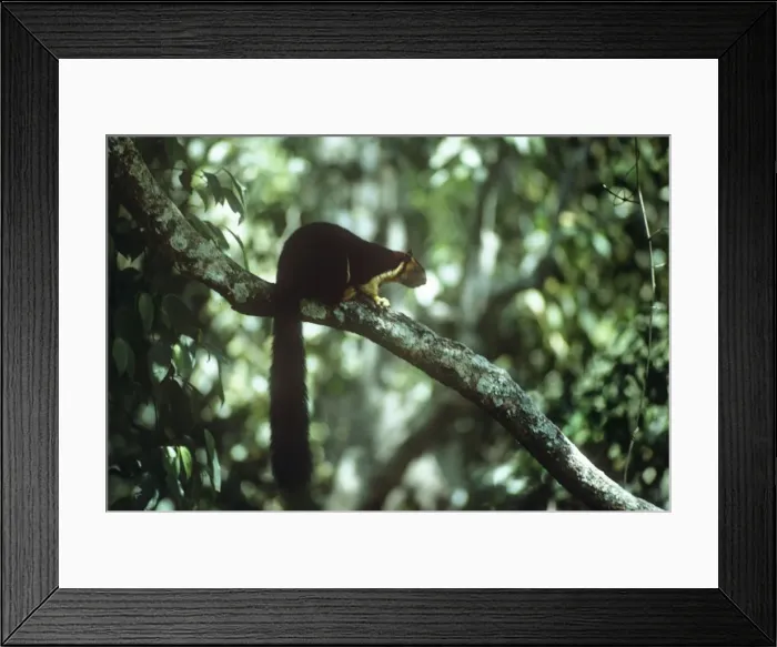 Framed Print : Picture No. 10766697 Framed Print : Picture No. 10766697
