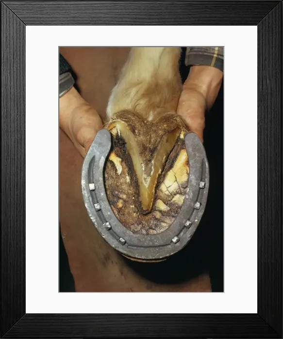 Framed Print : Picture No. 10766793 Framed Print : Picture No. 10766793