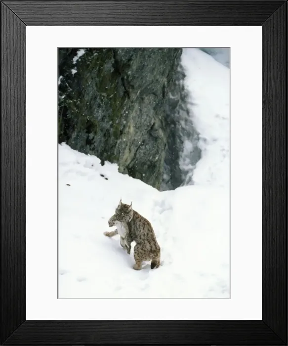 Framed Print : Picture No. 10766765