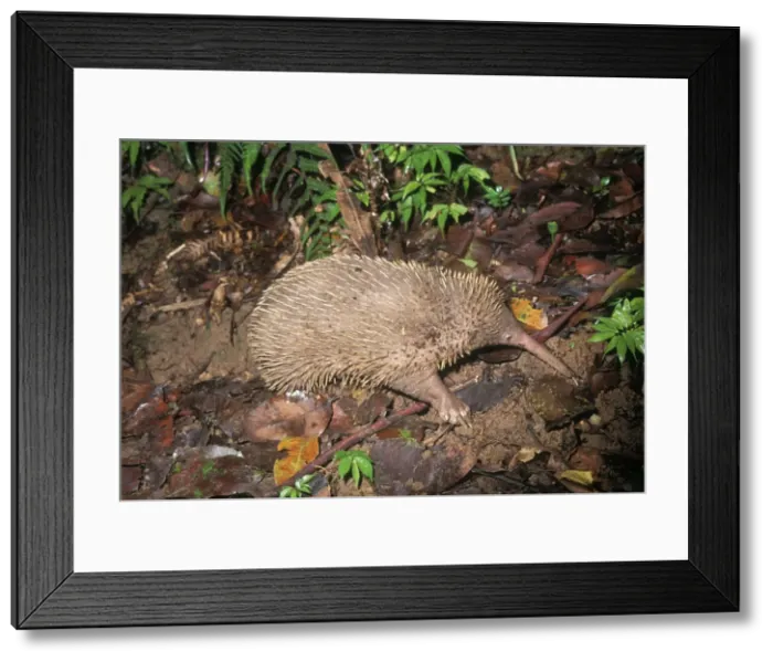 Framed Print : Picture No. 10766996