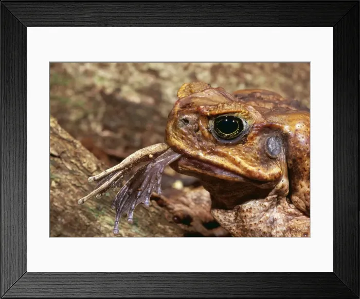 Framed Print : Picture No. 10766985 Framed Print : Picture No. 10766985