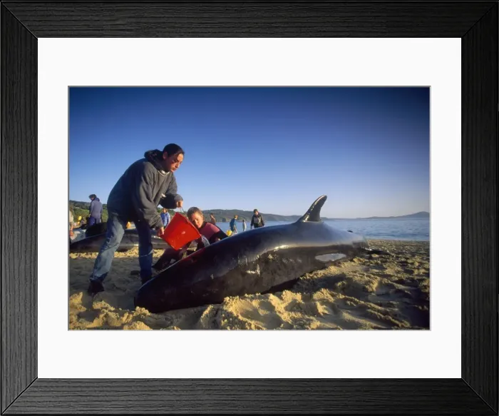 Framed Print : Picture No. 10767069 Framed Print : Picture No. 10767069