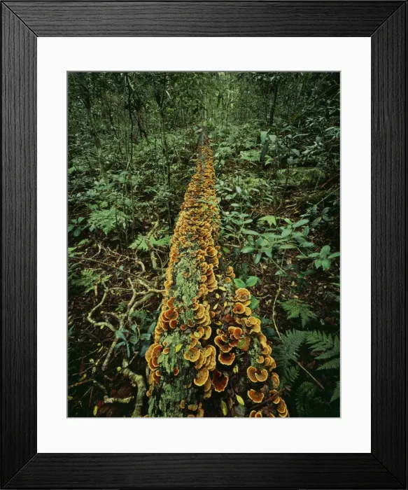 Framed Print : Picture No. 10767075 Framed Print : Picture No. 10767075