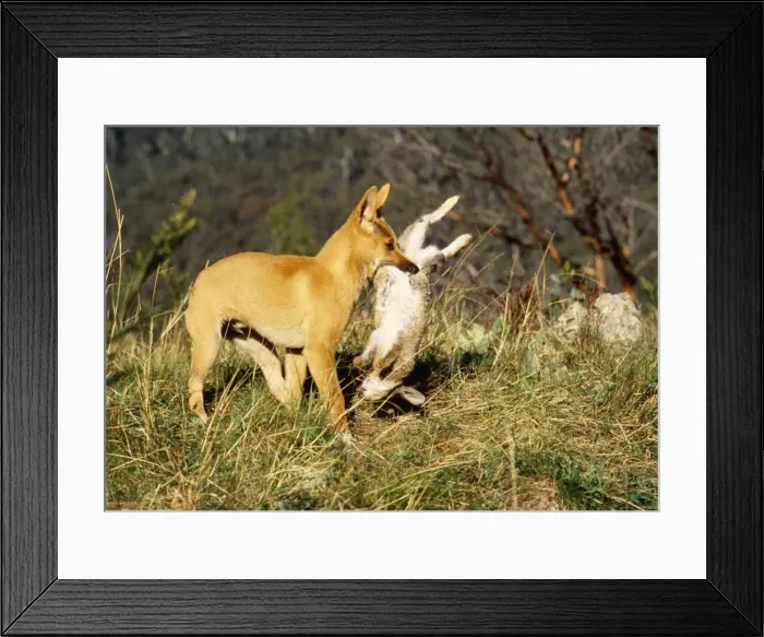 Framed Print : Picture No. 10767126 Framed Print : Picture No. 10767126