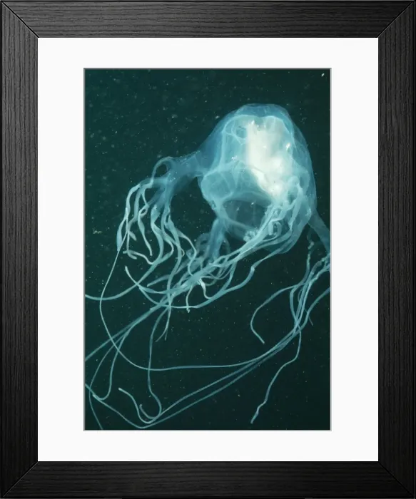 Framed Print : Picture No. 10767213
