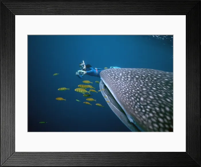 Framed Print : Picture No. 10767714 Framed Print : Picture No. 10767714