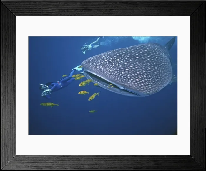 Framed Print : Picture No. 10767854 Framed Print : Picture No. 10767854