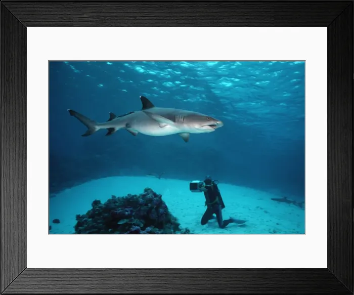 Framed Print : Picture No. 10767878 Framed Print : Picture No. 10767878