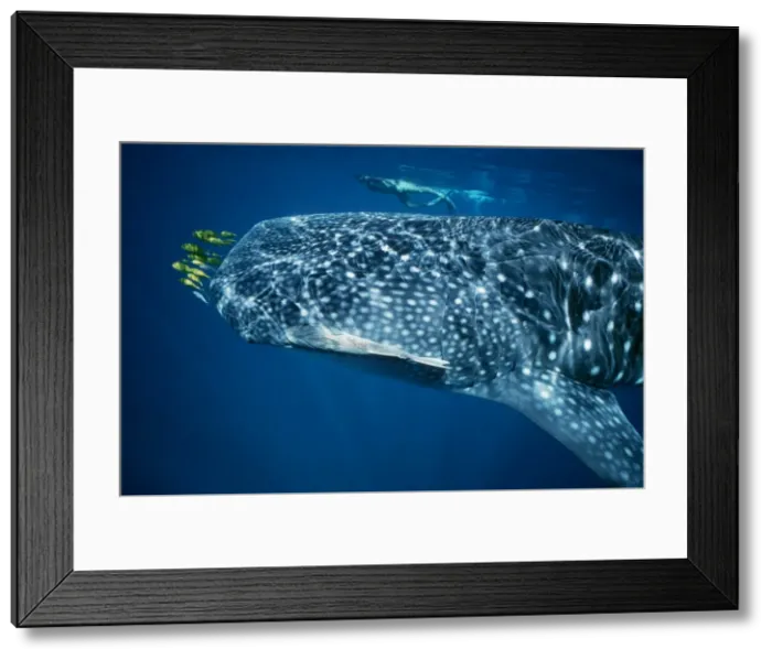 Framed Print : Picture No. 10767881 Framed Print : Picture No. 10767881