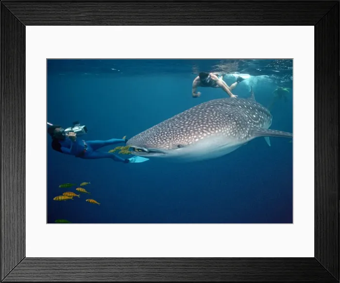 Framed Print : Picture No. 10767886 Framed Print : Picture No. 10767886