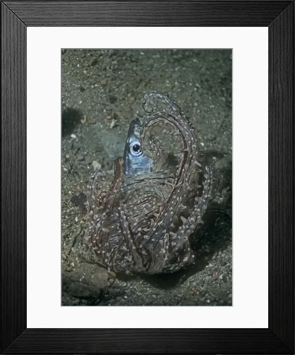 Framed Print : Picture No. 10768053 Framed Print : Picture No. 10768053