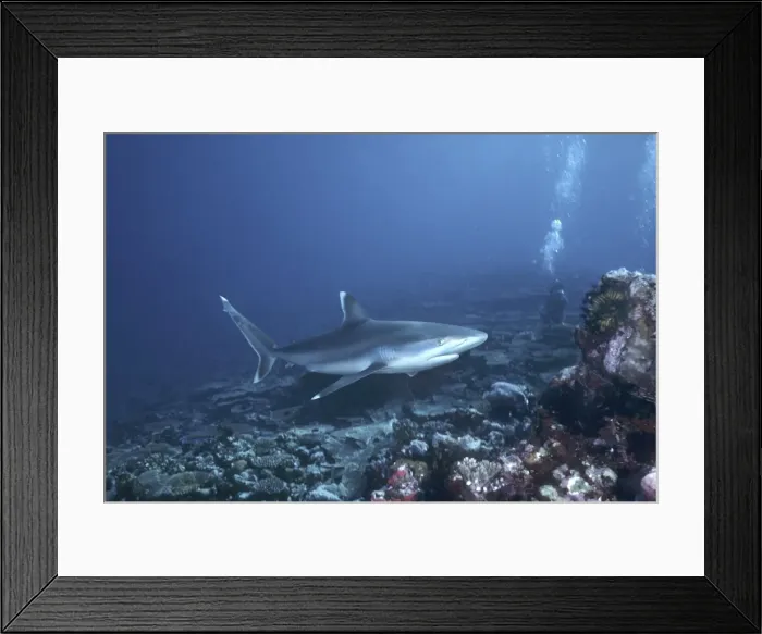 Framed Print : Picture No. 10768075 Framed Print : Picture No. 10768075