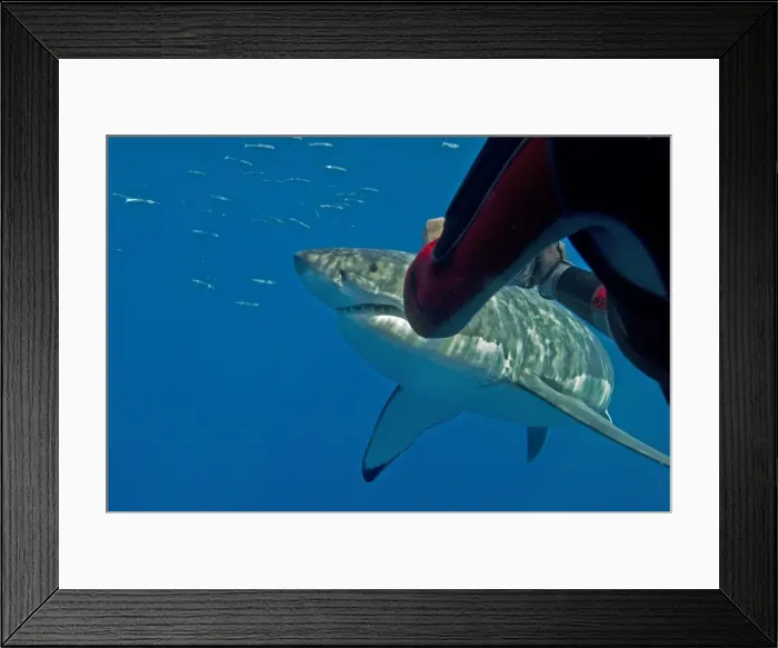 Framed Print : Picture No. 10768127 Framed Print : Picture No. 10768127