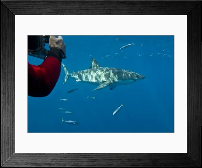 Framed Print : Picture No. 10768114 Framed Print : Picture No. 10768114