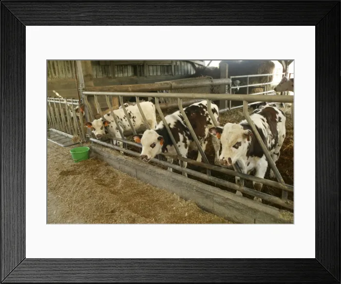 Framed Print : Picture No. 10768534 Framed Print : Picture No. 10768534