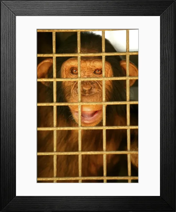 Framed Print : Picture No. 10768639 Framed Print : Picture No. 10768639