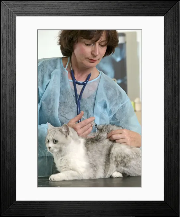 Framed Print : Picture No. 10768661 Framed Print : Picture No. 10768661