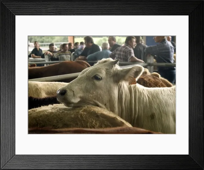 Framed Print : Picture No. 10768687 Framed Print : Picture No. 10768687