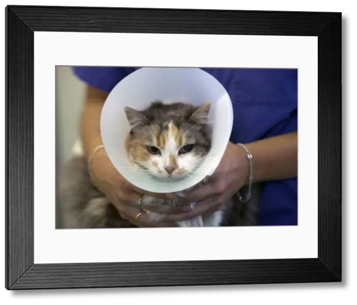 Framed Print : Picture No. 10768704 Framed Print : Picture No. 10768704