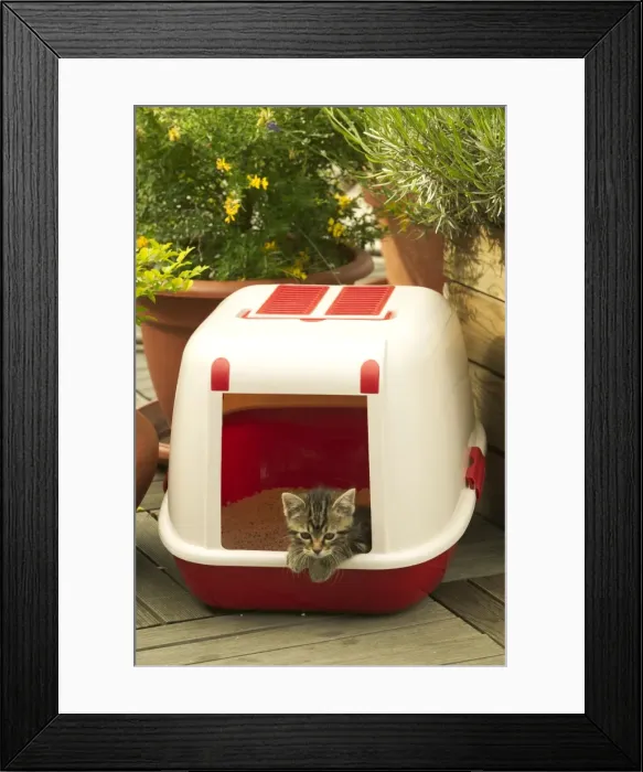 Framed Print : Picture No. 10768727 Framed Print : Picture No. 10768727