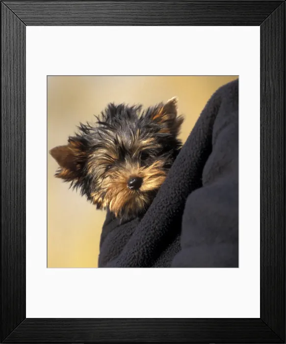 Framed Print : Picture No. 10768776 Framed Print : Picture No. 10768776