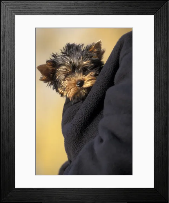 Framed Print : Picture No. 10768775 Framed Print : Picture No. 10768775