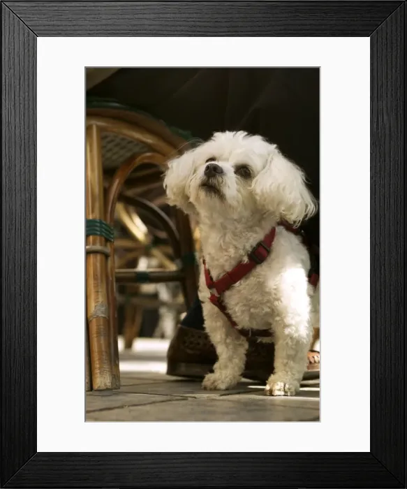 Framed Print : Picture No. 10768788 Framed Print : Picture No. 10768788