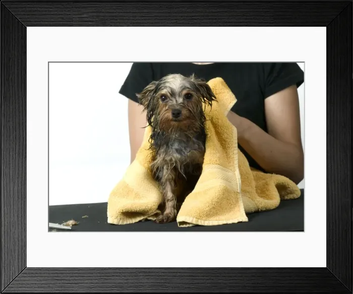Framed Print : Picture No. 10768784 Framed Print : Picture No. 10768784