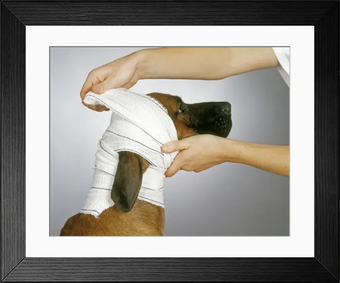 Framed Print : Picture No. 10768904 Framed Print : Picture No. 10768904