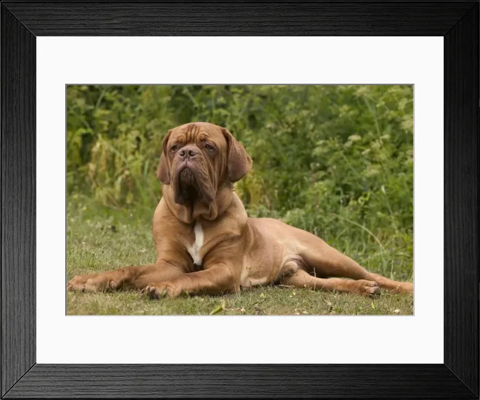 Framed Print : Picture No. 10769055 Framed Print : Picture No. 10769055