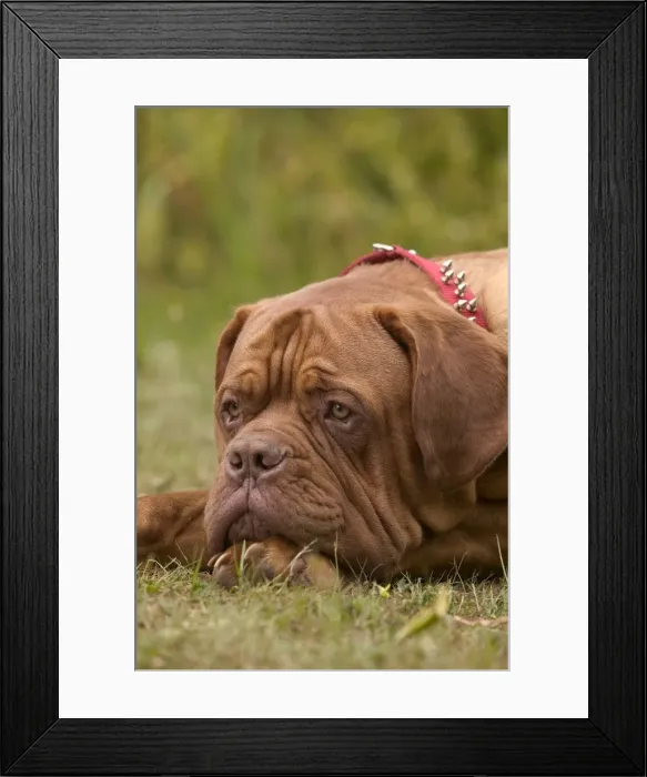 Framed Print : Picture No. 10769056 Framed Print : Picture No. 10769056